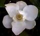 magnolia22