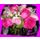 Mayrita2310