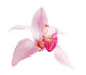 pinklover pinklover