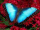 morphos morphos