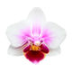 Flor_ Flor_