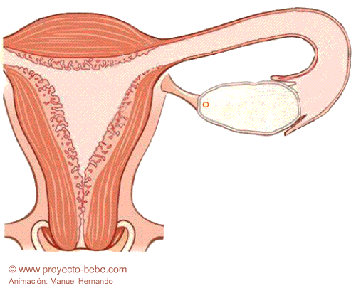 El Proceso De La Fecundacion Y El Embarazo