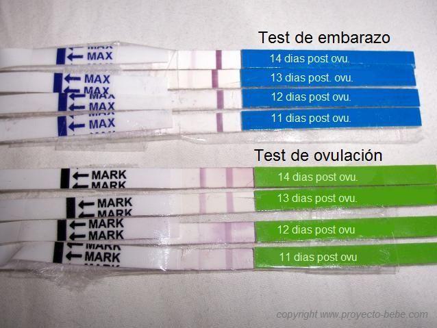 Test de ovulación para predecir el embarazo?